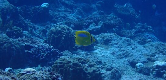 カラカラ先生のダイビングスクール下地島