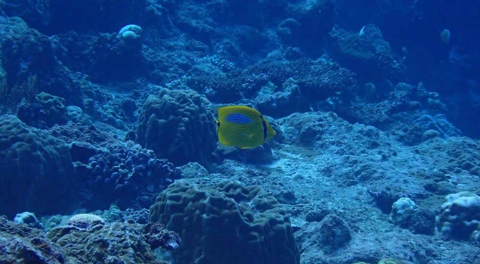 カラカラ先生のダイビングスクール下地島