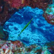 カラカラ先生のダイビングスクール宮古島