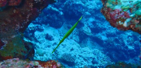 カラカラ先生のダイビングスクール宮古島