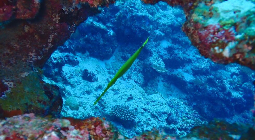 カラカラ先生のダイビングスクール宮古島