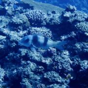 カラカラ先生のダイビングスクール　下地島