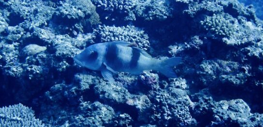 カラカラ先生のダイビングスクール　下地島