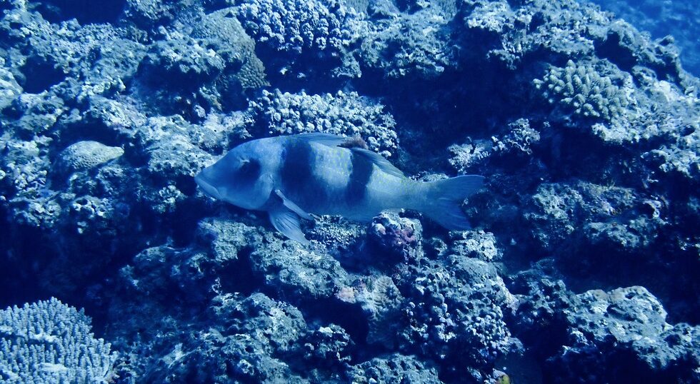 カラカラ先生のダイビングスクール　下地島