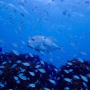 カラカラ先生のダイビングスクール　宮古島