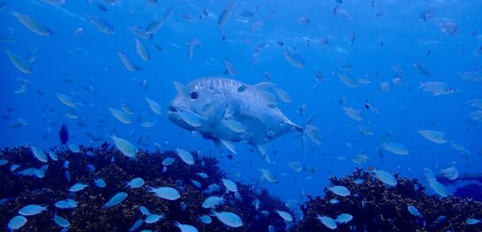 カラカラ先生のダイビングスクール　宮古島