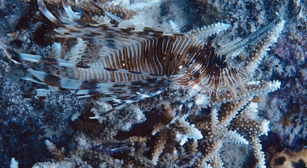 カラカラ先生のダイビングスクール　八重干瀬