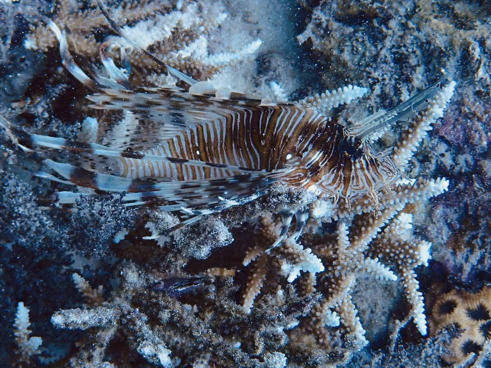 【泳ぐくまさん】　　◆端硯板（八吋／翡翠点や玳瑁斑など／唐木共箱） 泳ぐくまさん】 ◇端硯板（八吋／翡翠点や玳瑁斑など／唐木共箱） 賀上