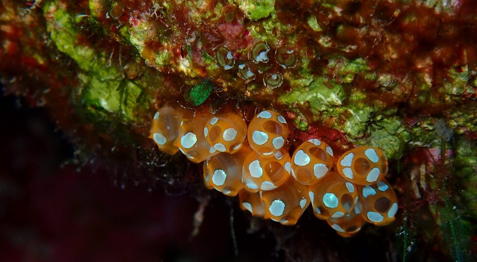 カラカラ先生のダイビングスクール　南海岸