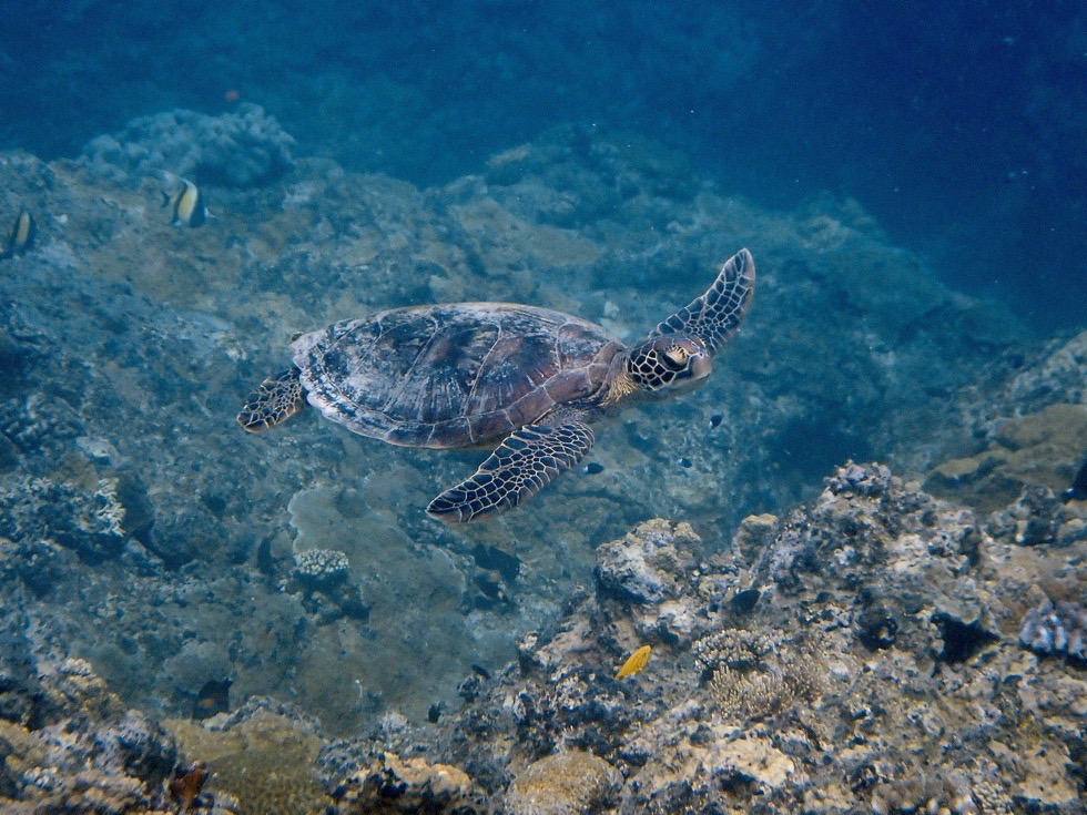 カラカラ先生下地島