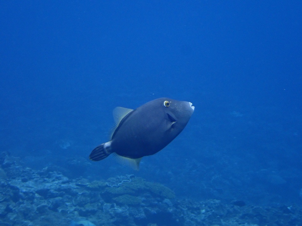 カラカラ先生下地島