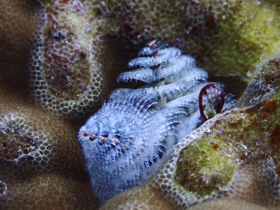 カラカラ先生のダイビングスクール下地島