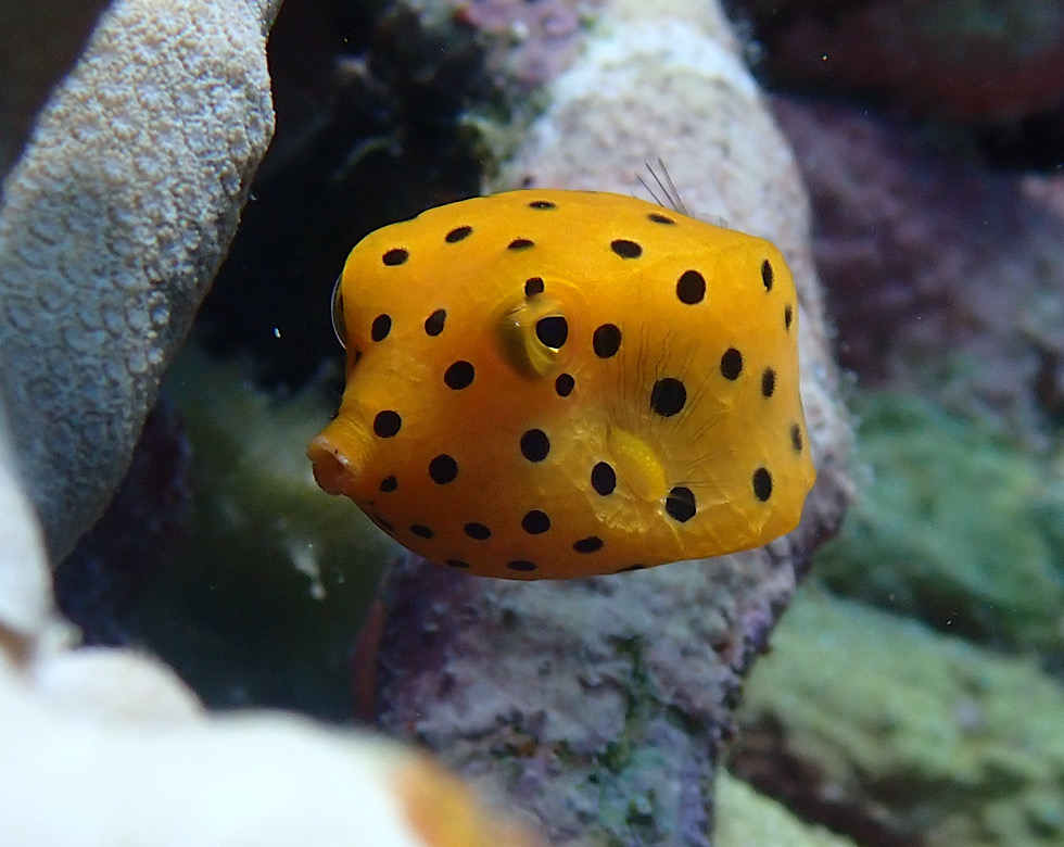カラカラ先生南海岸
