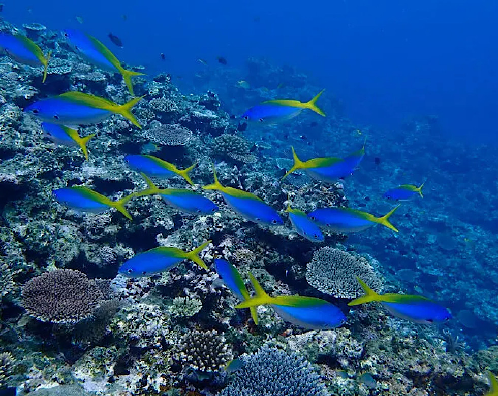 カラカラ先生伊良部島