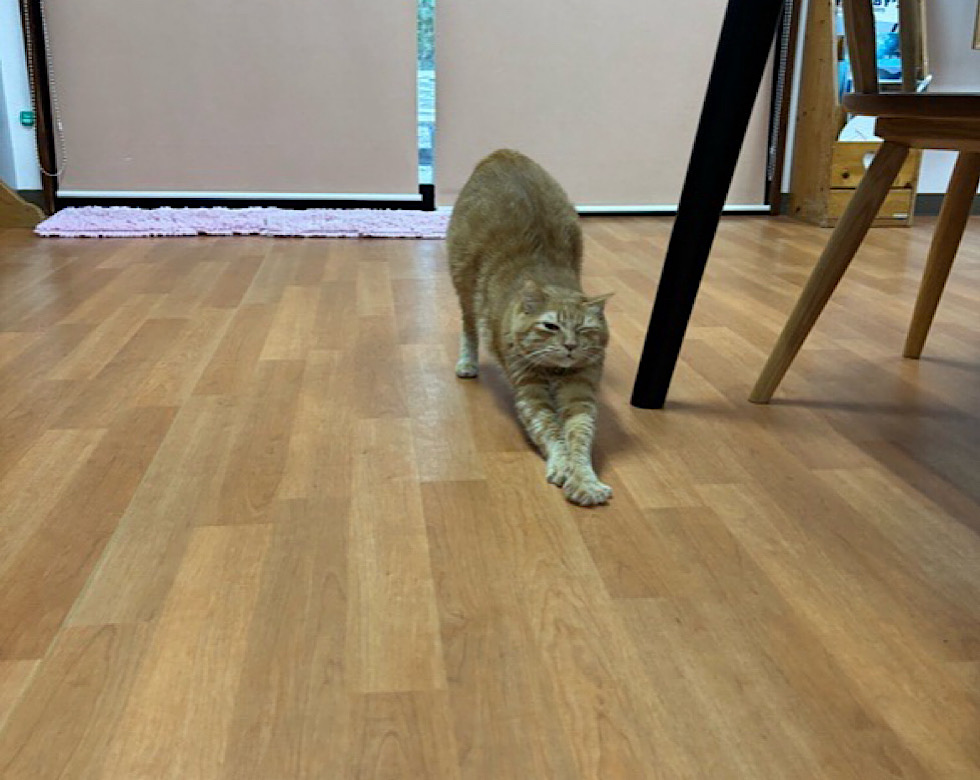 カラカラ先生陸作業