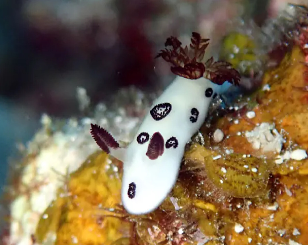 カラカラ先生ツインケーブ