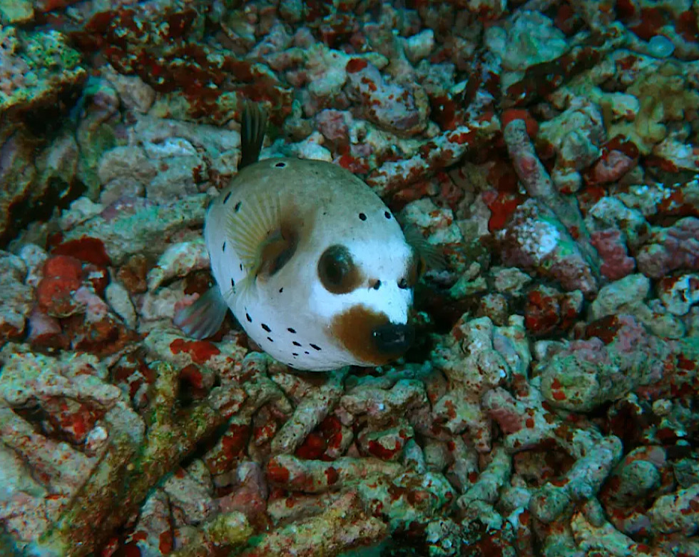 カラカラ先生伊良部島