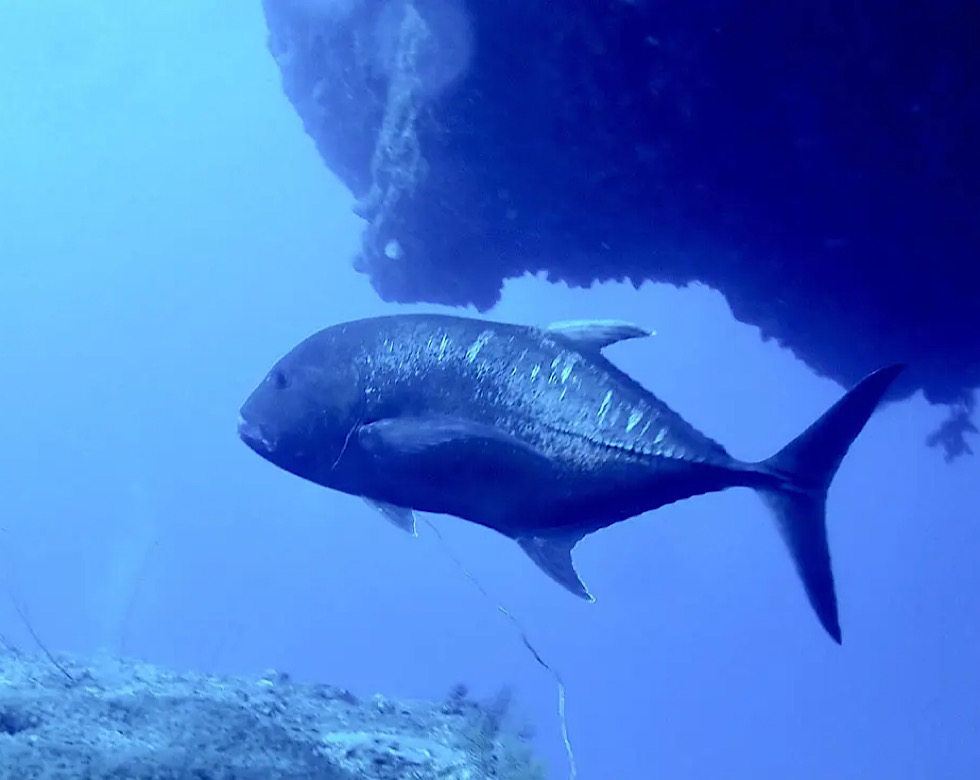 カラカラ先生下地島
