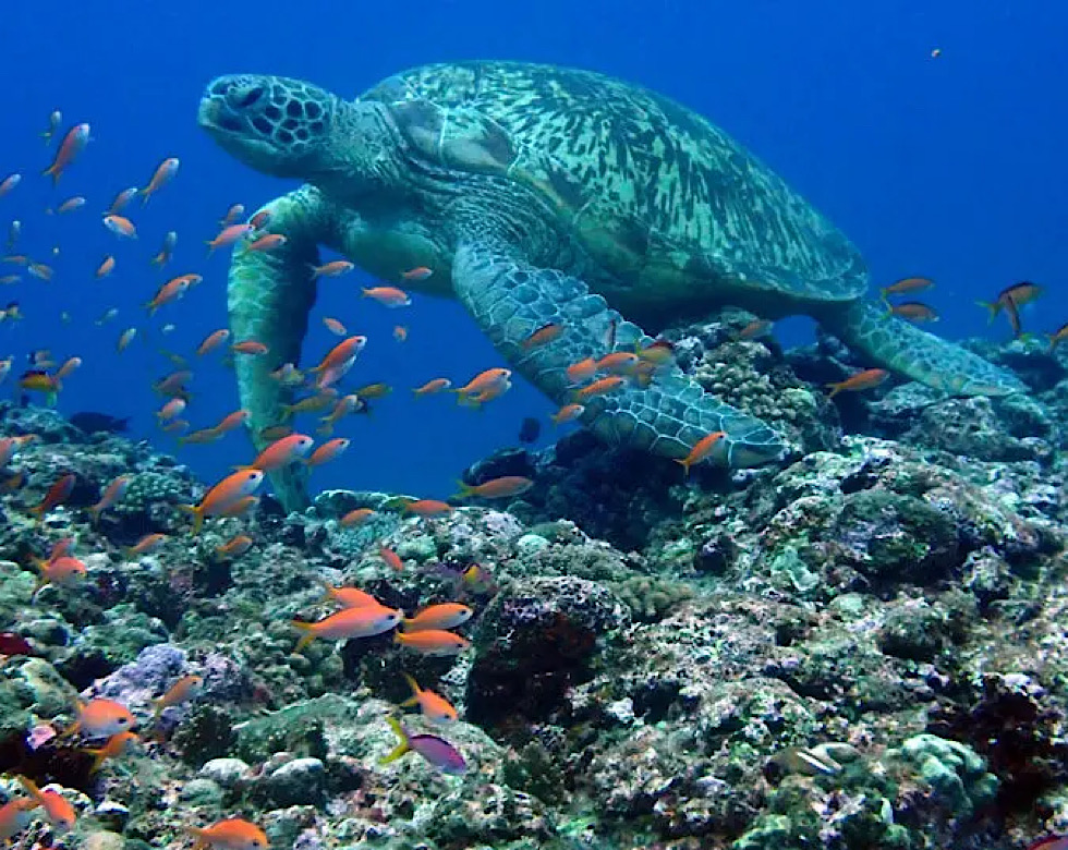 カラカラ先生伊良部島