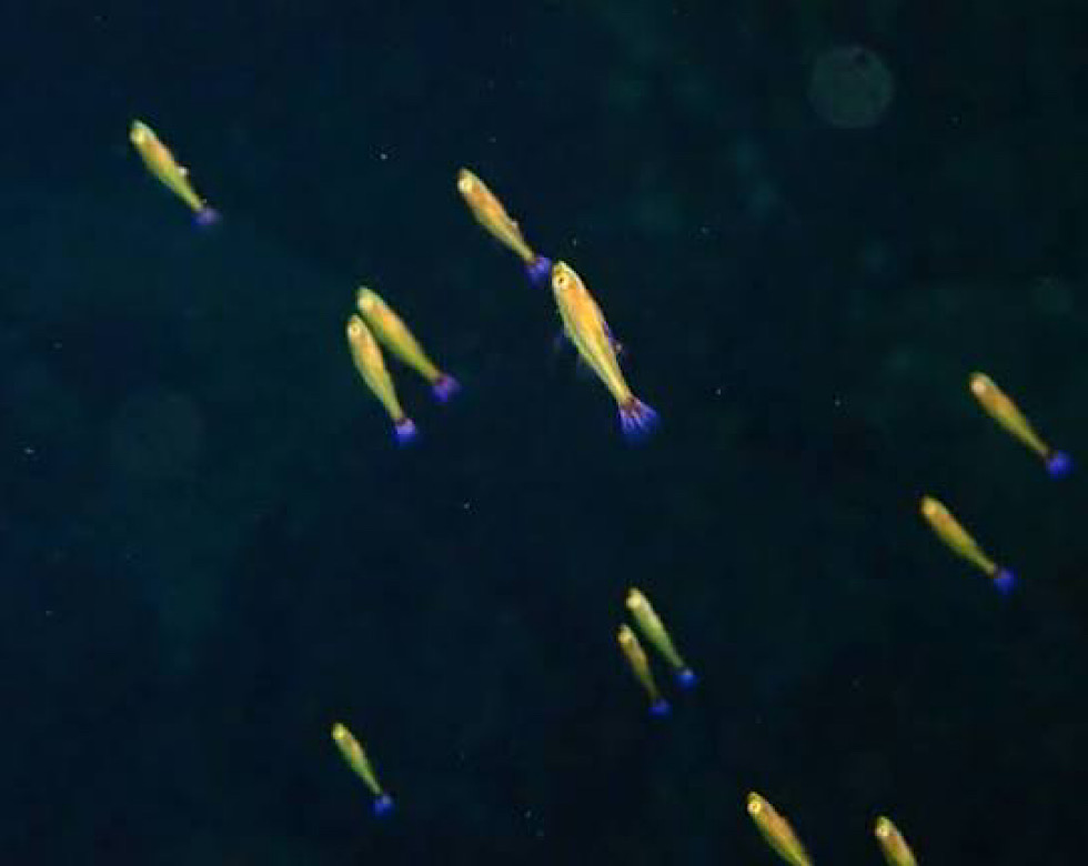 カラカラ先生南海岸