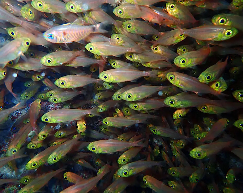 カラカラ先生南海岸