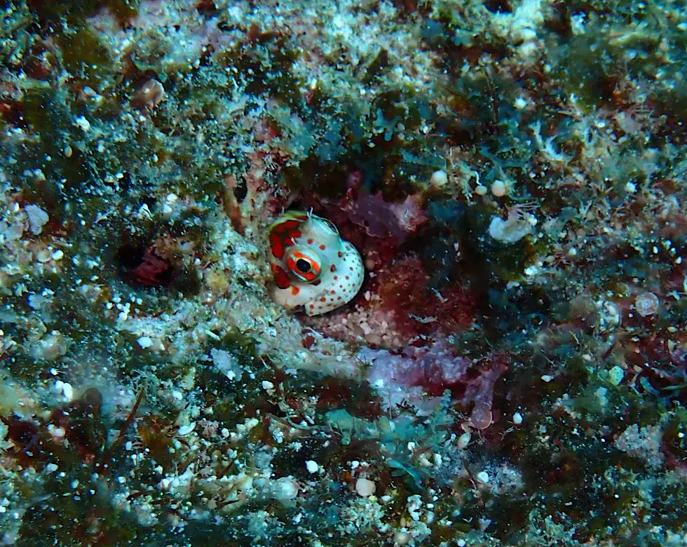 カラカラ先生伊良部島