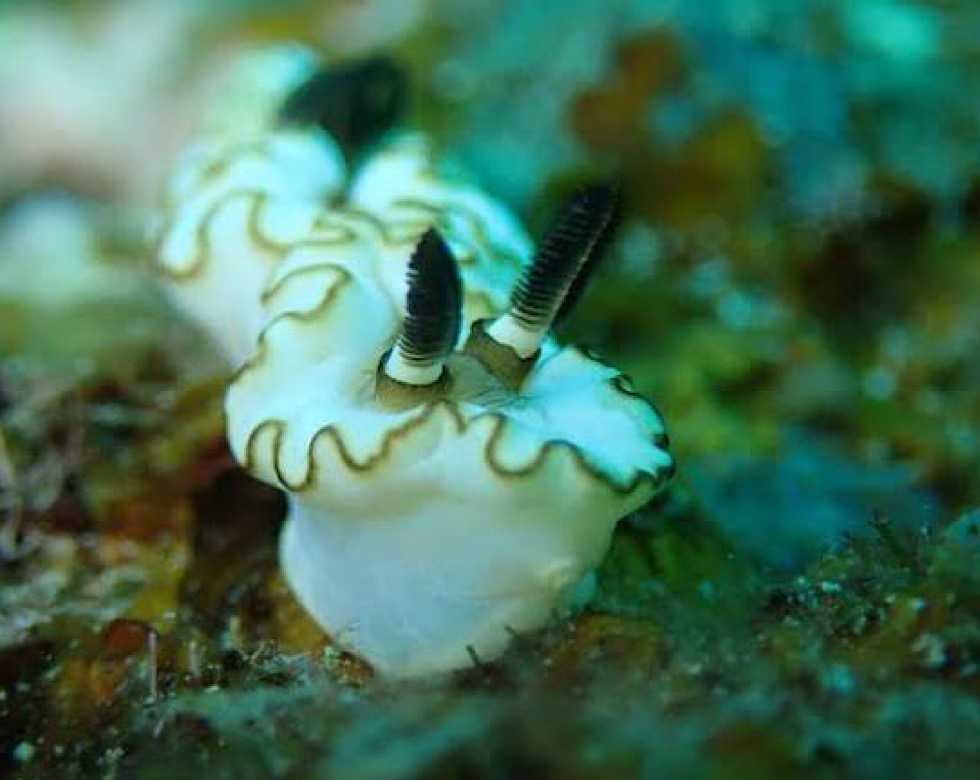 カラカラ先生下地島