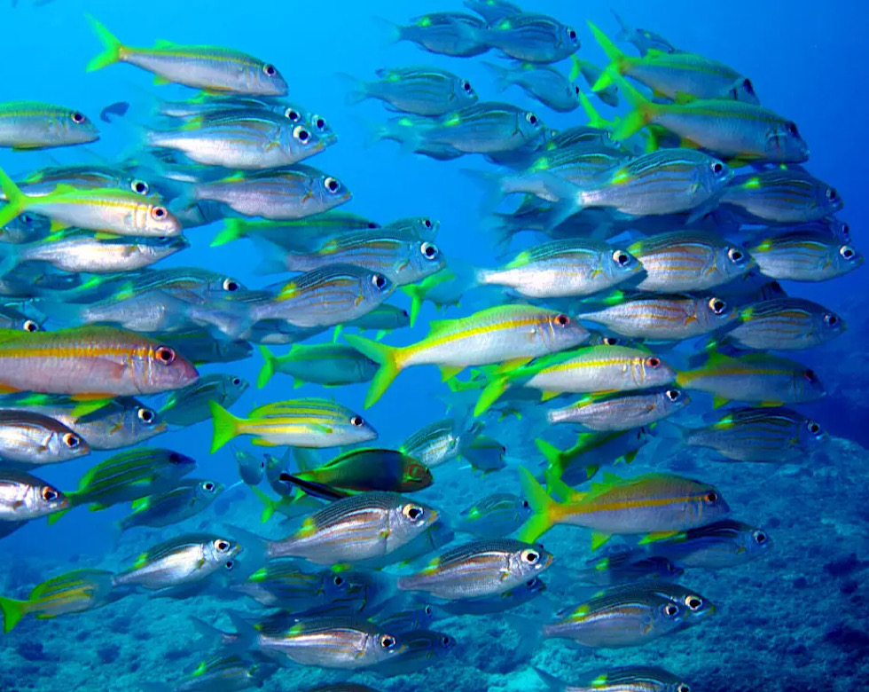 カラカラ先生伊良部島