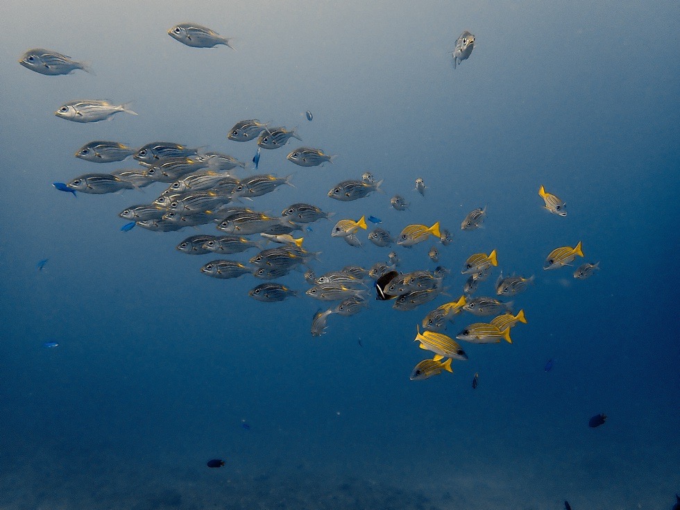カラカラ先生伊良部島