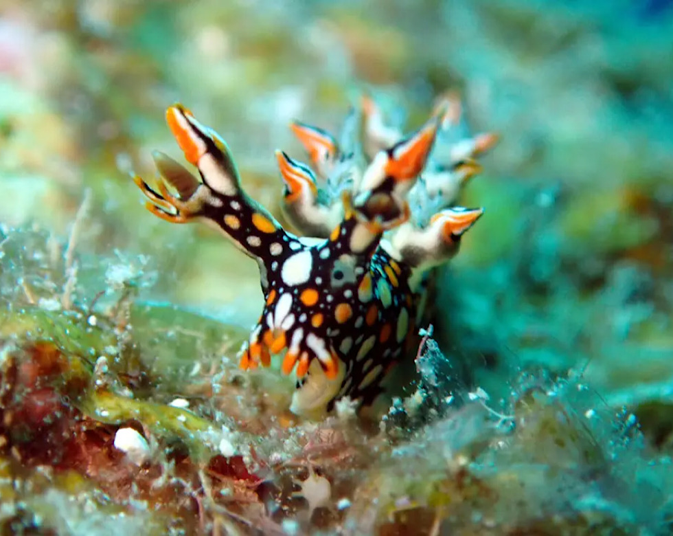 カラカラ先生伊良部島