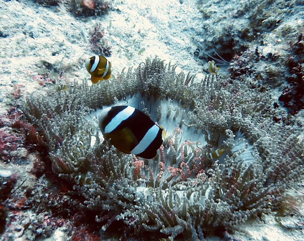 カラカラ先生下地島