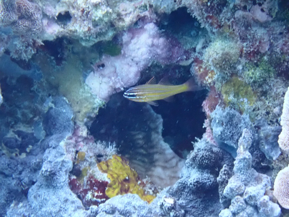 カラカラ先生下地島