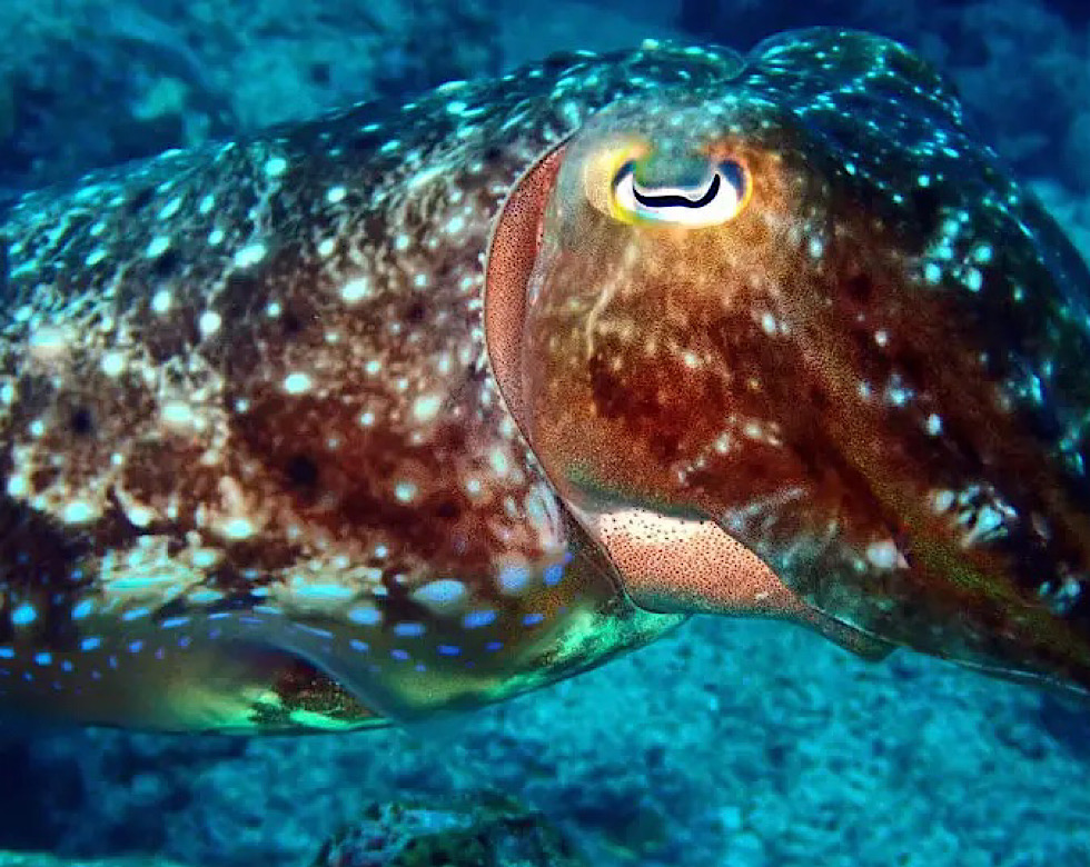 カラカラ先生やびじ