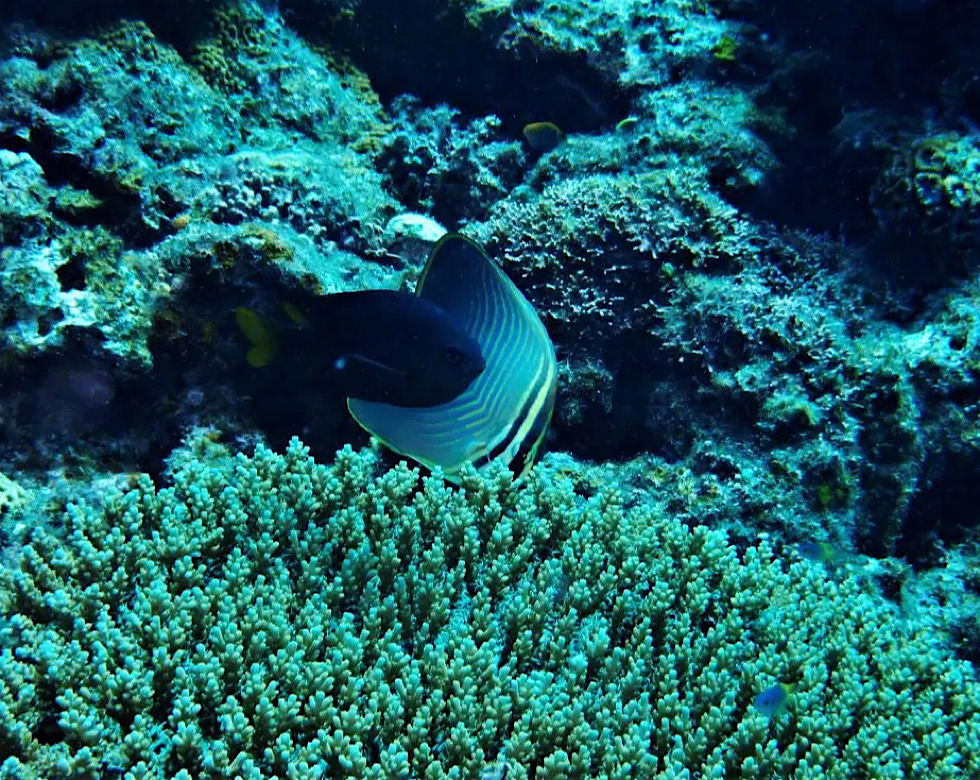 カラカラ先生伊良部島