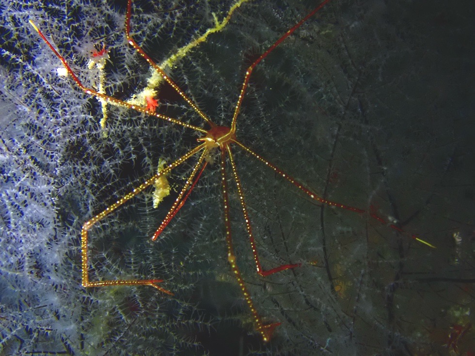 カラカラ先生下地島