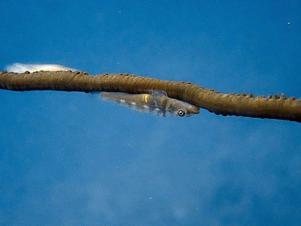からかは先生下地島