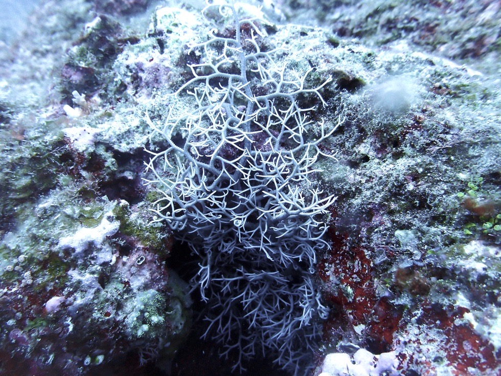 カラカラ先生下地島