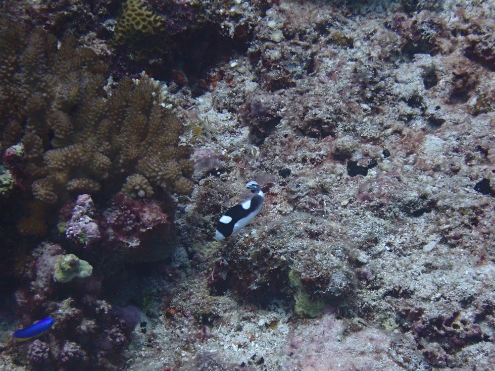 カラカラ先生伊良部島