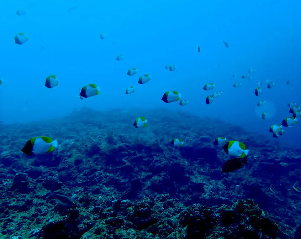カラカラ先生伊良部島