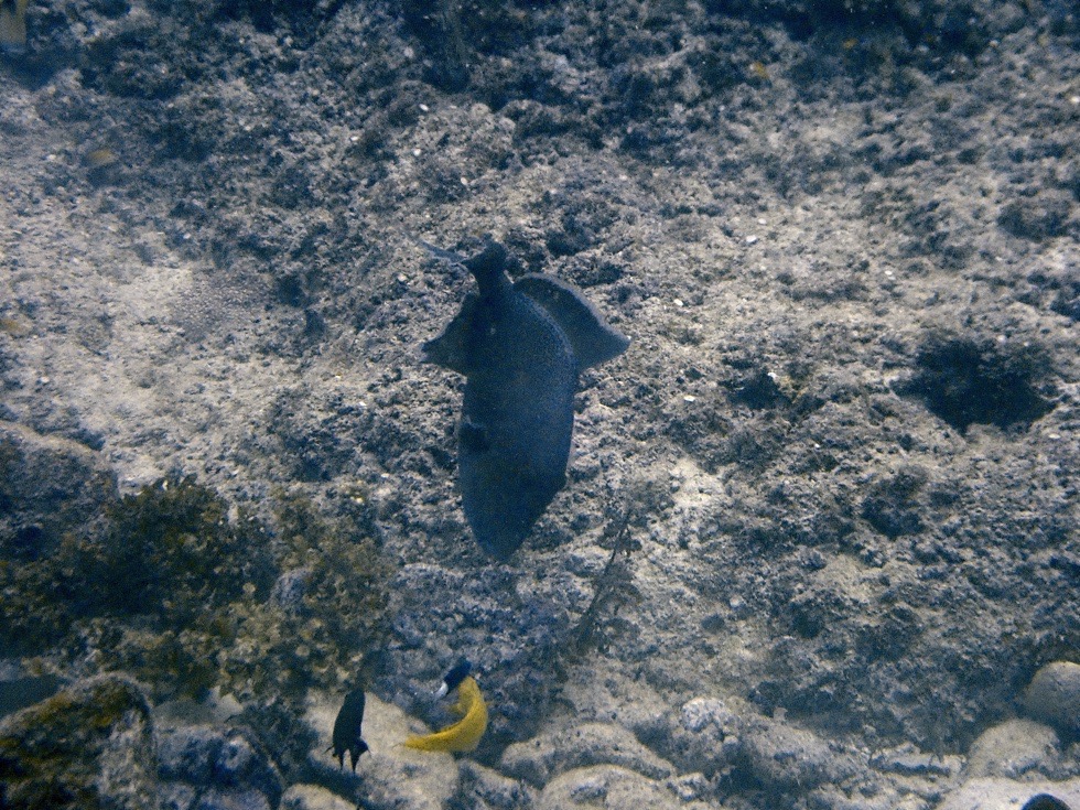 カラカラ先生伊良部島