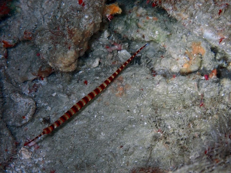 カラカラ先生下地島