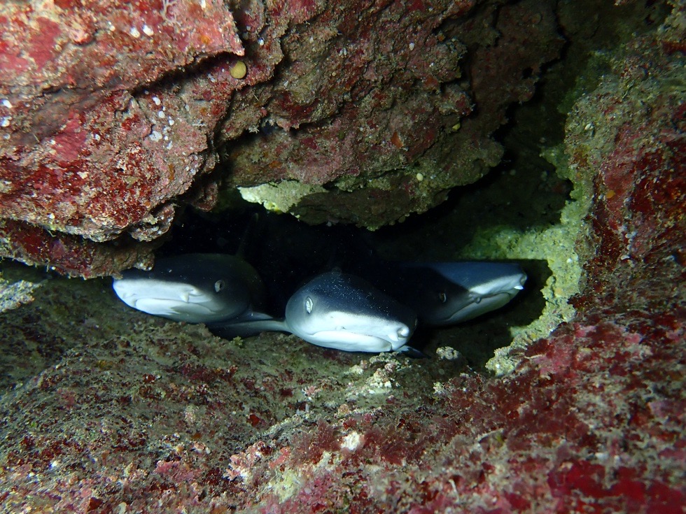 カラカラ先生下地島
