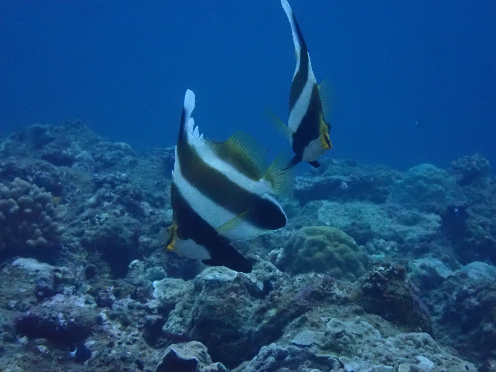 カラカラ先生下地島