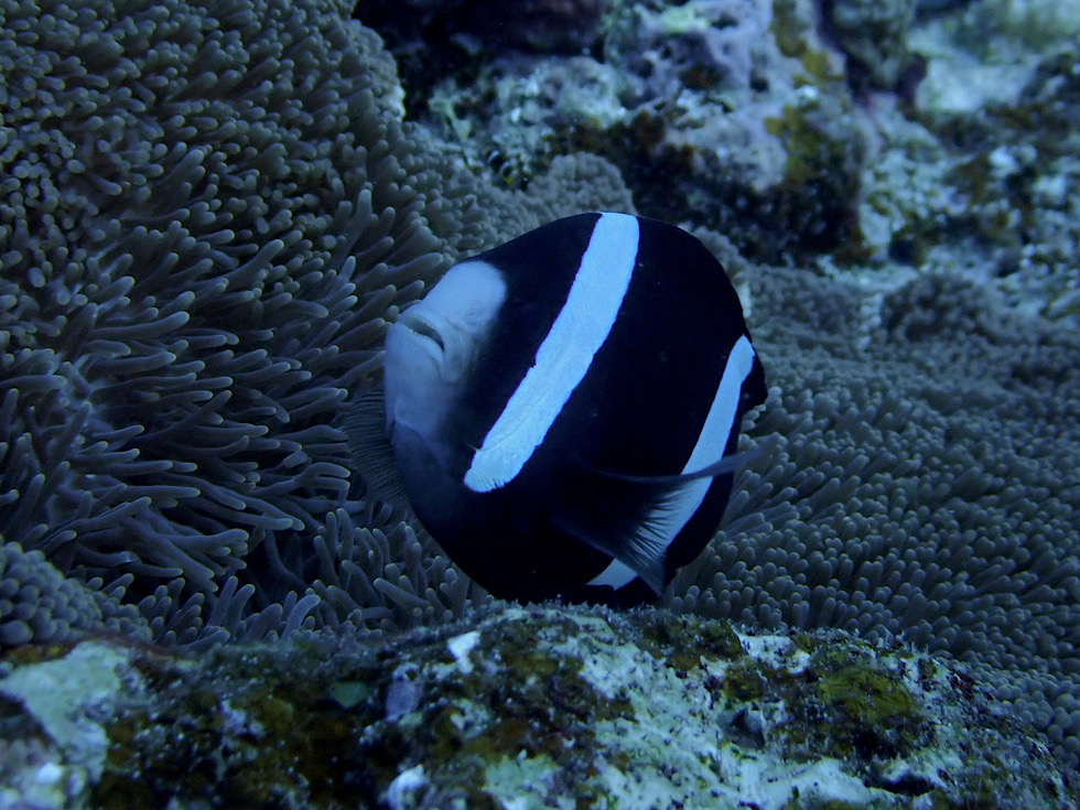 カラカラ先生八重干瀬