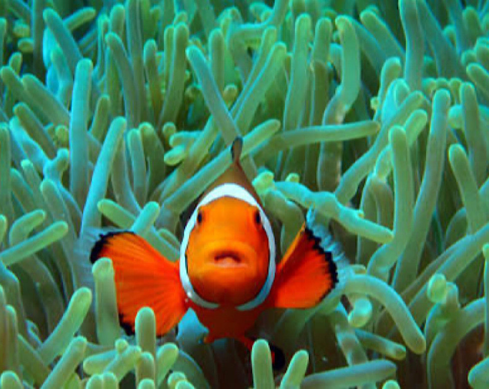 カラカラ先生南海岸