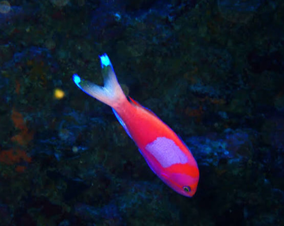 カラカラ先生下地島