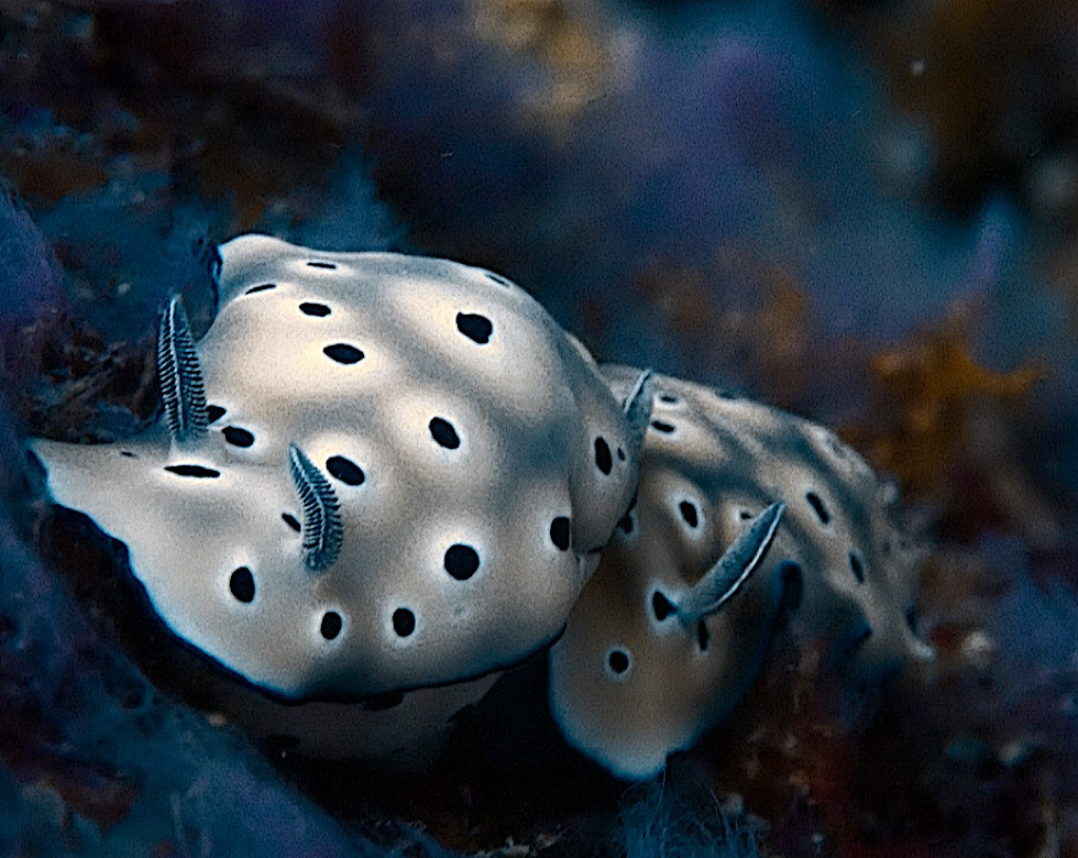 カラカラ先生下地島