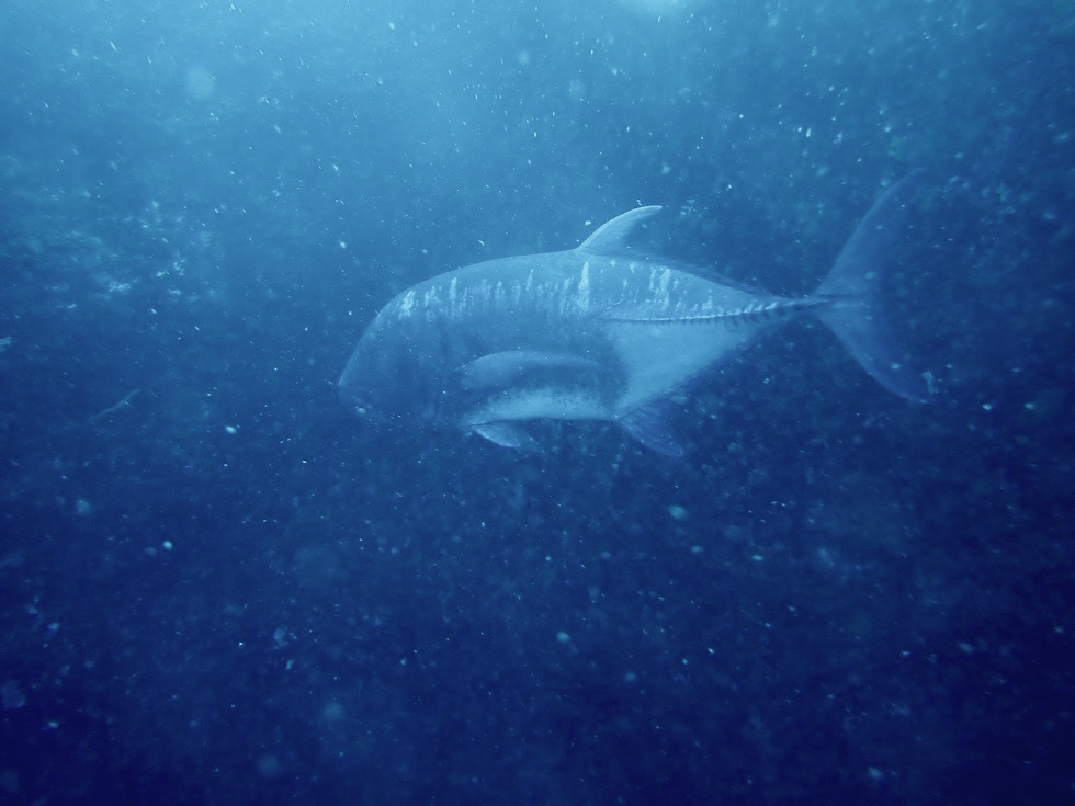 カラカラ先生伊良部島
