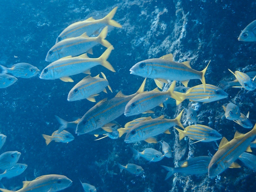 カラカラ先生伊良部島