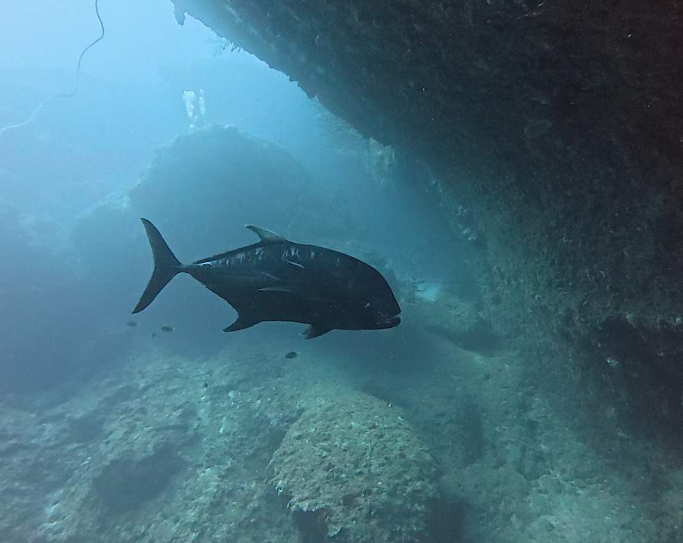 カラカラ先生伊良部島